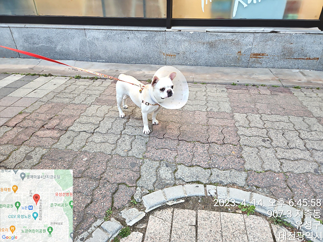 대전동물보호센터_430367202300097